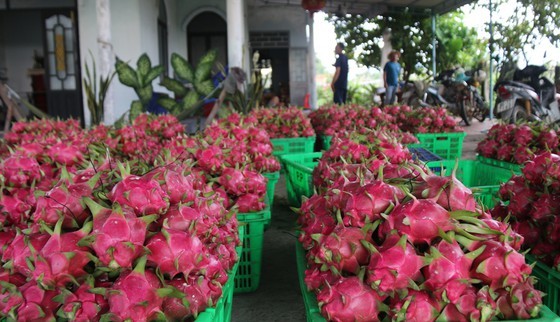 Farmers desperate as dragon fruit price sinks to VND500-VND1,500 per kg ảnh 2