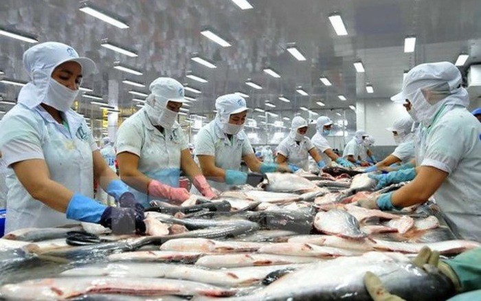 Six more pangasius processing factories eligible to export to US ảnh 1