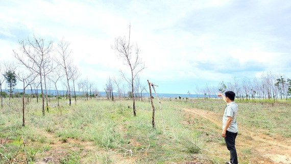 Projects to convert exhausting forests into rubber plantations fail ảnh 1