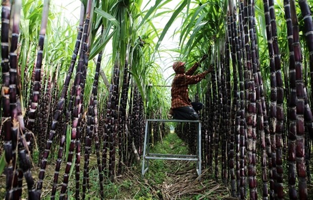 Domestic sugar on the line ảnh 1
