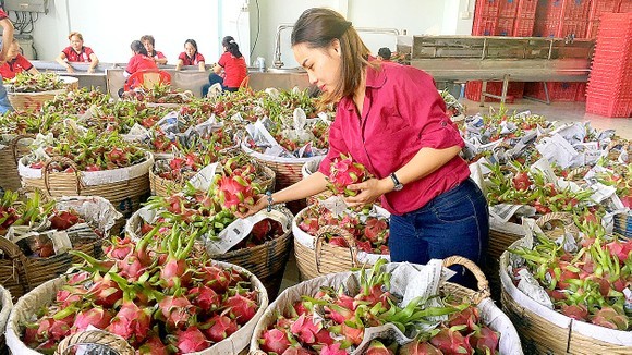 Vietnam, China negotiate phytosanitary requirements for fruit exports ảnh 1
