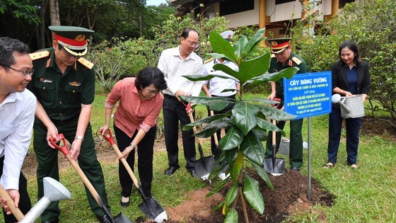 More barringtonia asiatica trees given by Truong Sa Island planted in HCMC ảnh 1