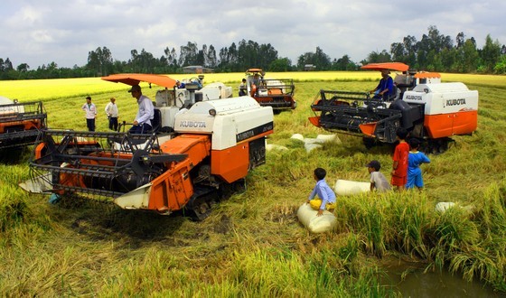Reducing amount of seeds for direct seeding – key to success of rice ảnh 1
