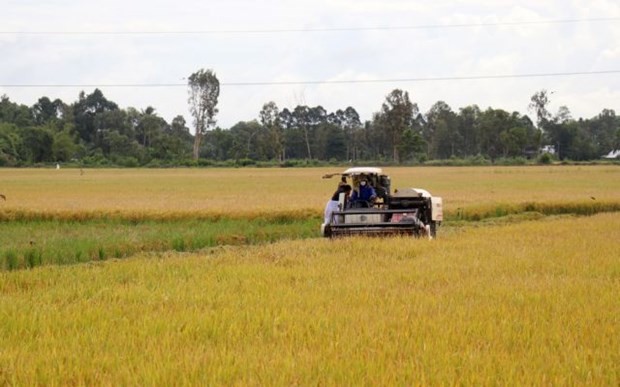 Southern region to prioritize high-quality rice varieties in winter-spring crop ảnh 1