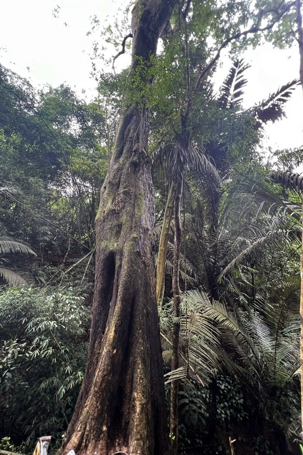 Shan Tuyet tea, valuable timber plants named ‘Vietnam Heritage Trees’ ảnh 1