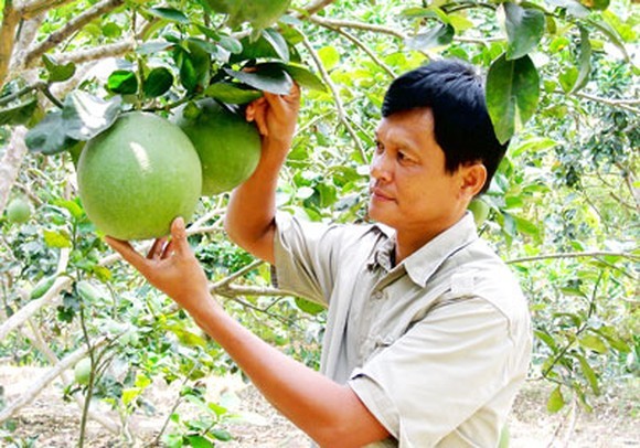 Four pomelo planting areas in Ba Ria-Vung Tau licensed to export pomelo to US ảnh 1