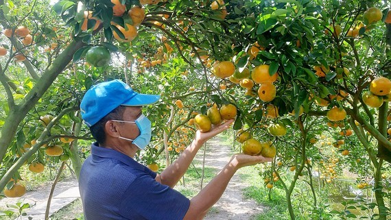 Vietnamese produce determinedly expands to international markets ảnh 1