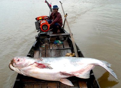 Giant catfish caught in Tien River in Mekong Delta | National | SGGP ...