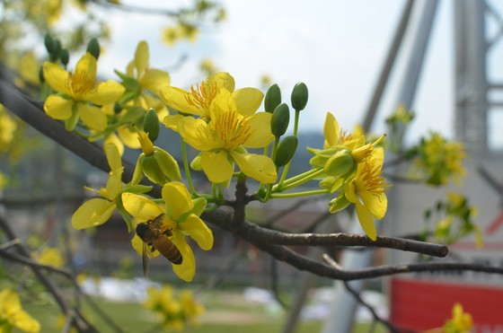 Ancient yellow ochna blossoms adorn Yen Tu peak ảnh 2
