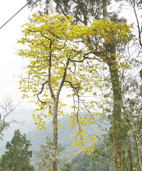 Ancient yellow ochna blossoms adorn Yen Tu peak ảnh 3