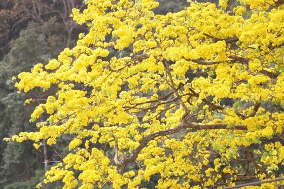 Ancient yellow ochna blossoms adorn Yen Tu peak ảnh 4