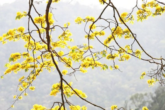 Ancient yellow ochna blossoms adorn Yen Tu peak ảnh 5