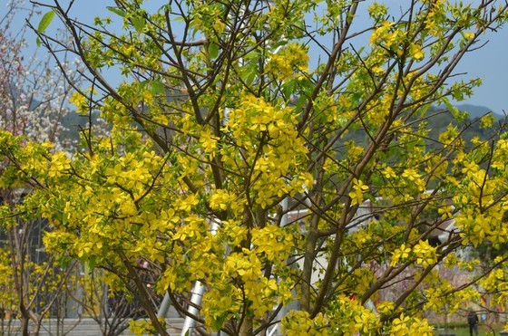 Ancient yellow ochna blossoms adorn Yen Tu peak ảnh 6