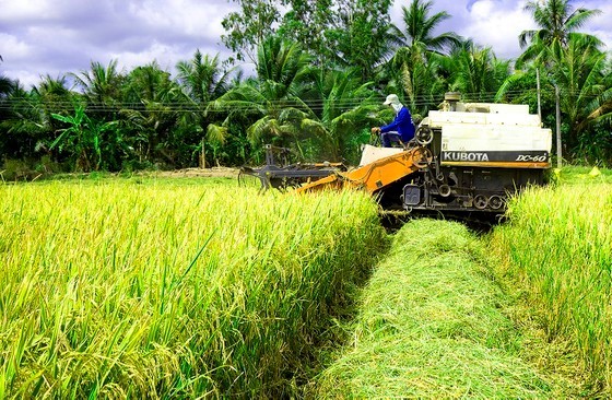 Rice farmers enjoy bumper harvest, high prices in Mekong Delta ảnh 1