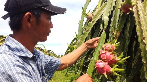 Scarcity causes dragon fruit price to make new record ảnh 2