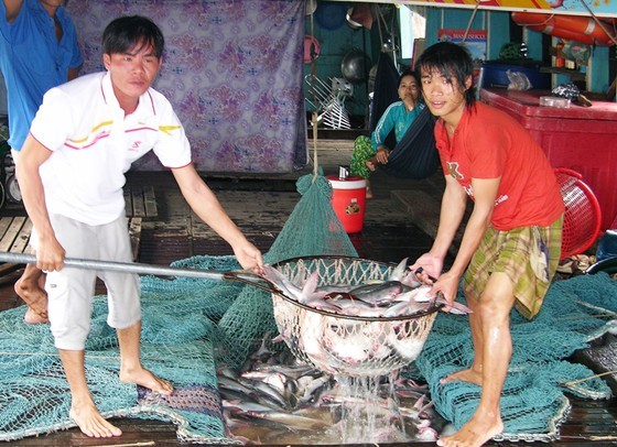 Pangasius fish prices plummet, farmers suffer huge losses ảnh 1