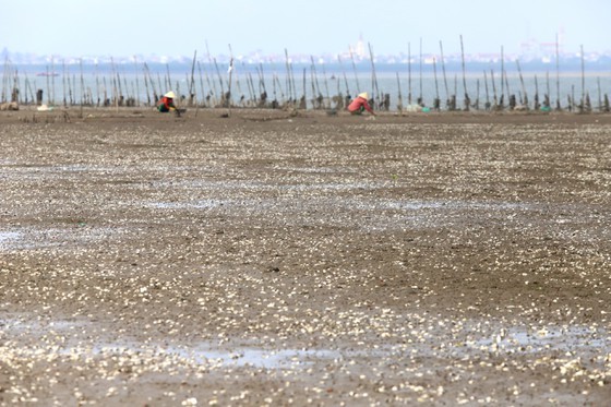 Mass shellfish kill causes farmers to suffer huge losses ảnh 12