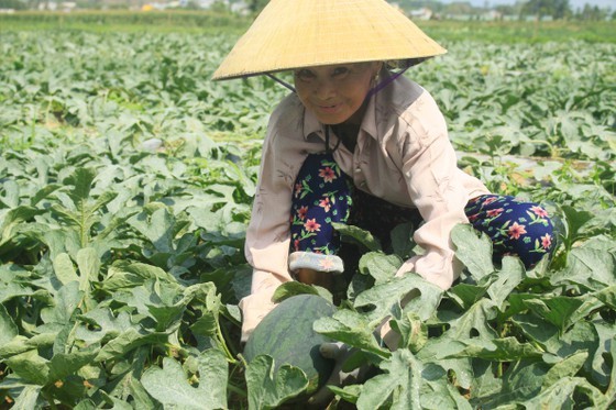 Price of watermelons increases to VND4,000 per kilogram in Quang Ngai Province ảnh 1