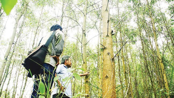 Vietnam develops sustainable afforestation ảnh 1