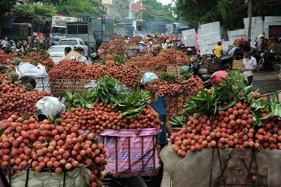 Japan to resume import of Vietnamese fresh lychees soon ảnh 1
