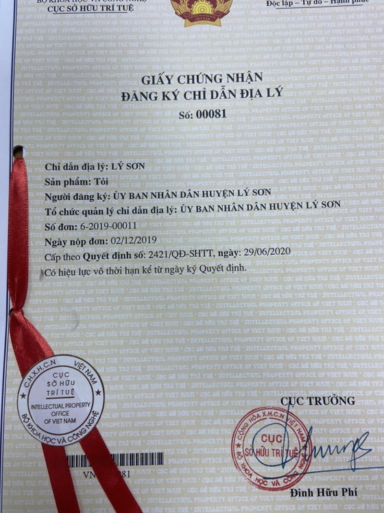 Ly Son garlic receives certificate of geographical indication registration ảnh 1