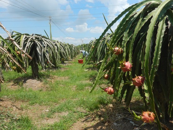 Unexpected increase in dragon fruit prices concerns farmers  ảnh 2