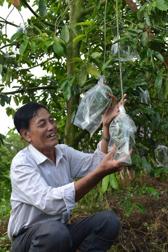 Nearly 40,000 ha of fruit trees possibly face water shortage in Mekong Delta ảnh 2