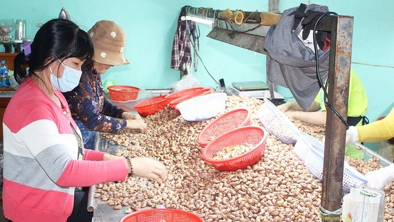 Farmers in Southeast provinces have bad crop of cashew ảnh 1
