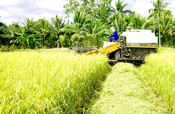 Mekong Delta farmers put effort into elevating Vietnamese rice ảnh 2