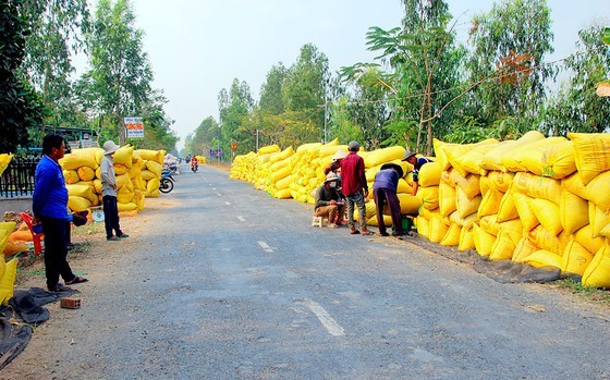 Mekong Delta farmers put effort into elevating Vietnamese rice ảnh 1