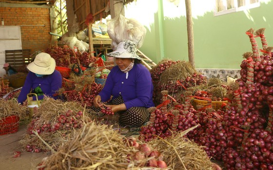 Farmers struggle as shallots devalue to record low  ảnh 2