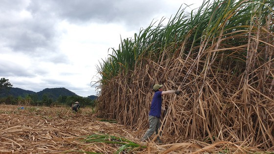Lacking raw material sugarcane, domestic sugar industry tumbles ảnh 1