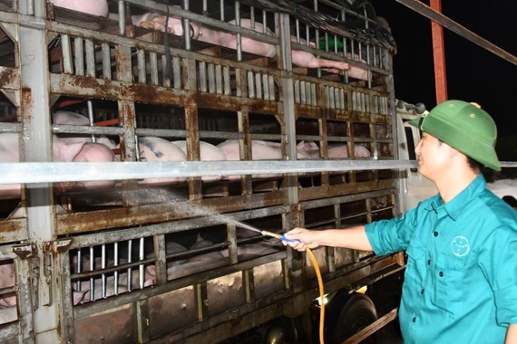 Vietnam urgently suspends import of live pigs from Thailand because of ASF ảnh 1