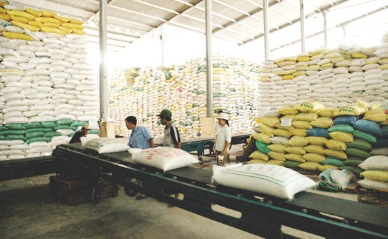 Export prices of rice fall, causing anxiety to many enterprises ảnh 1