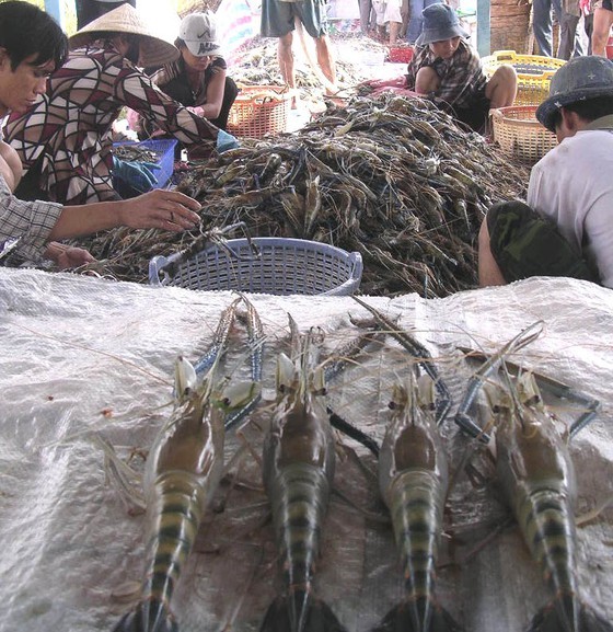 Shrimp, pangasius exports to US market make breakthrough ảnh 1