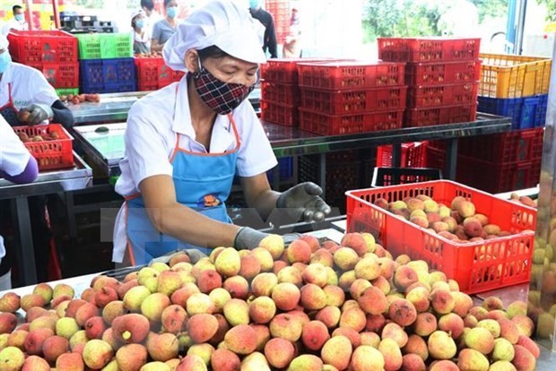 Hai Duong exports lychee to Thailand for first time ảnh 1