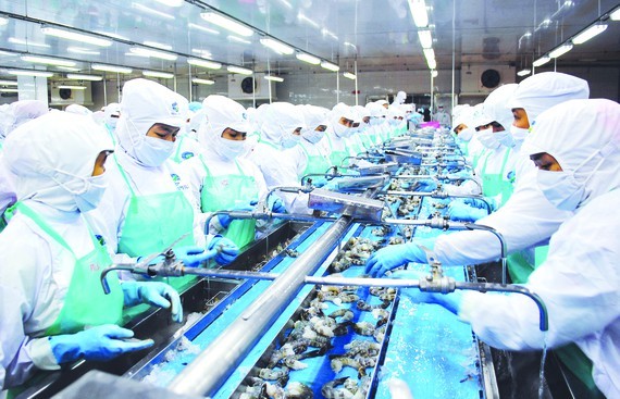Mekong Delta posts positive results in shrimp exports ảnh 1