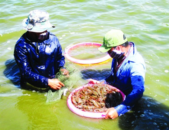 Mekong Delta posts positive results in shrimp exports ảnh 2