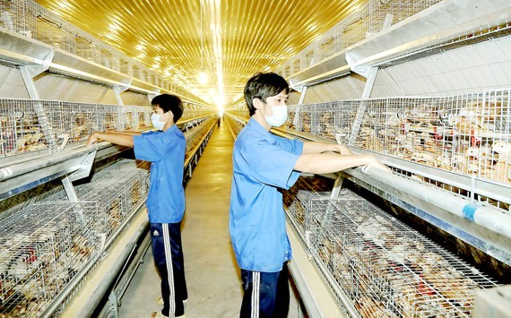 Sources of domestic raw materials for animal feed need creating urgently ảnh 1