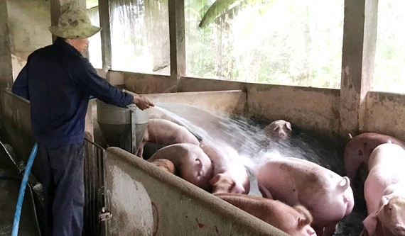 Farmers rush to repopulate pig herds as live hog price recovers ảnh 1