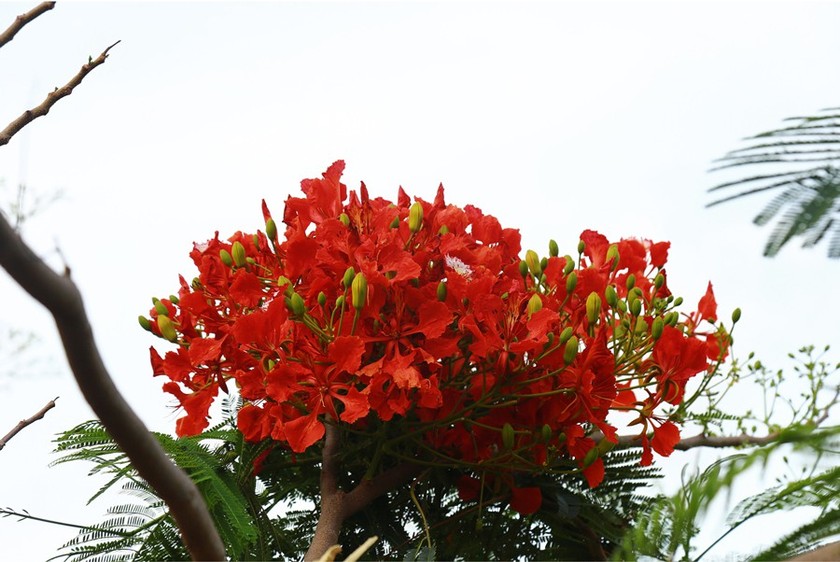 Red flamboyant flowers brighten seaside mountain ảnh 11
