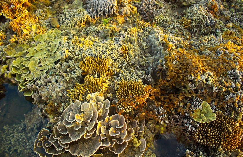 Quang Ngai provides tourists amazing view of nearshore spectacular coral reef ảnh 10
