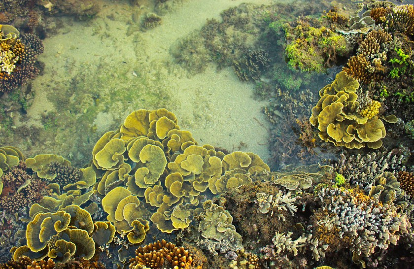 Quang Ngai provides tourists amazing view of nearshore spectacular coral reef ảnh 6