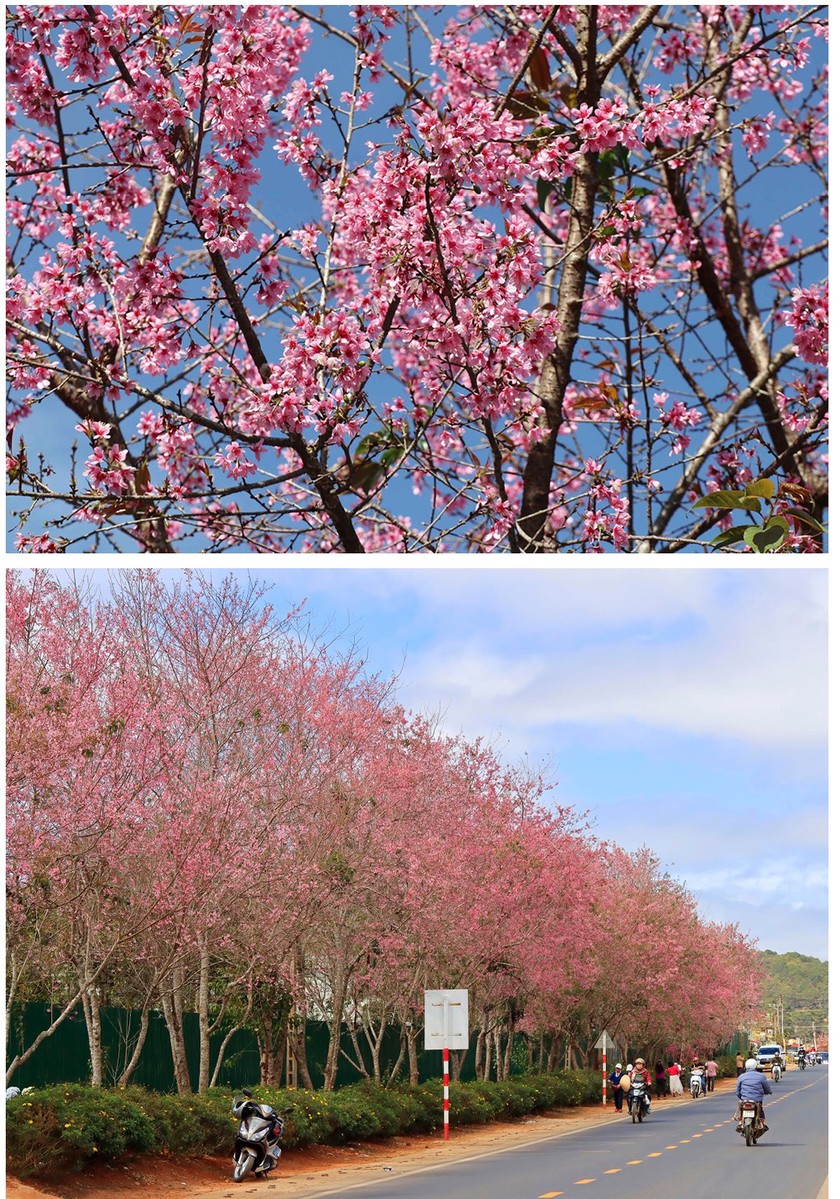 Da Lat turns a ravishing shade of pink with cherry blossoms in full bloom ảnh 10