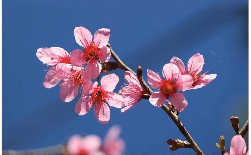 Da Lat turns a ravishing shade of pink with cherry blossoms in full bloom ảnh 1