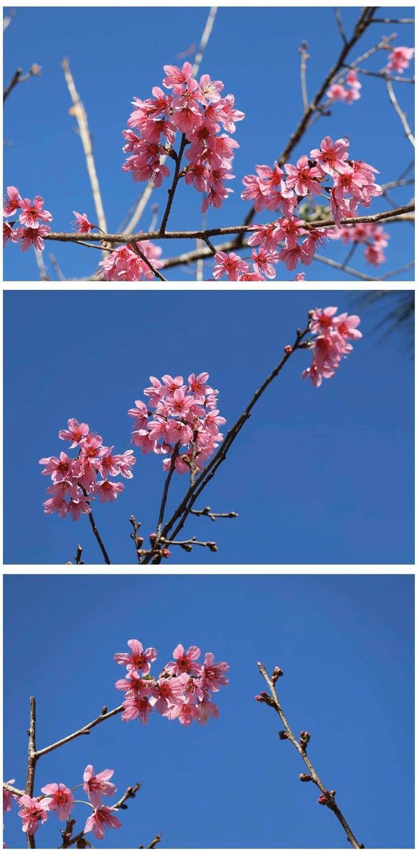 Da Lat turns a ravishing shade of pink with cherry blossoms in full bloom ảnh 3