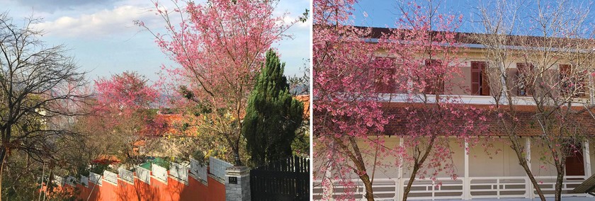 Da Lat turns a ravishing shade of pink with cherry blossoms in full bloom ảnh 4