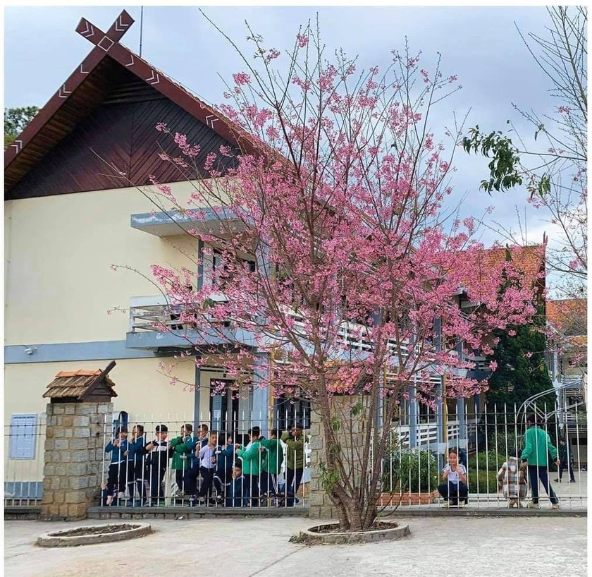 Da Lat turns a ravishing shade of pink with cherry blossoms in full bloom ảnh 5