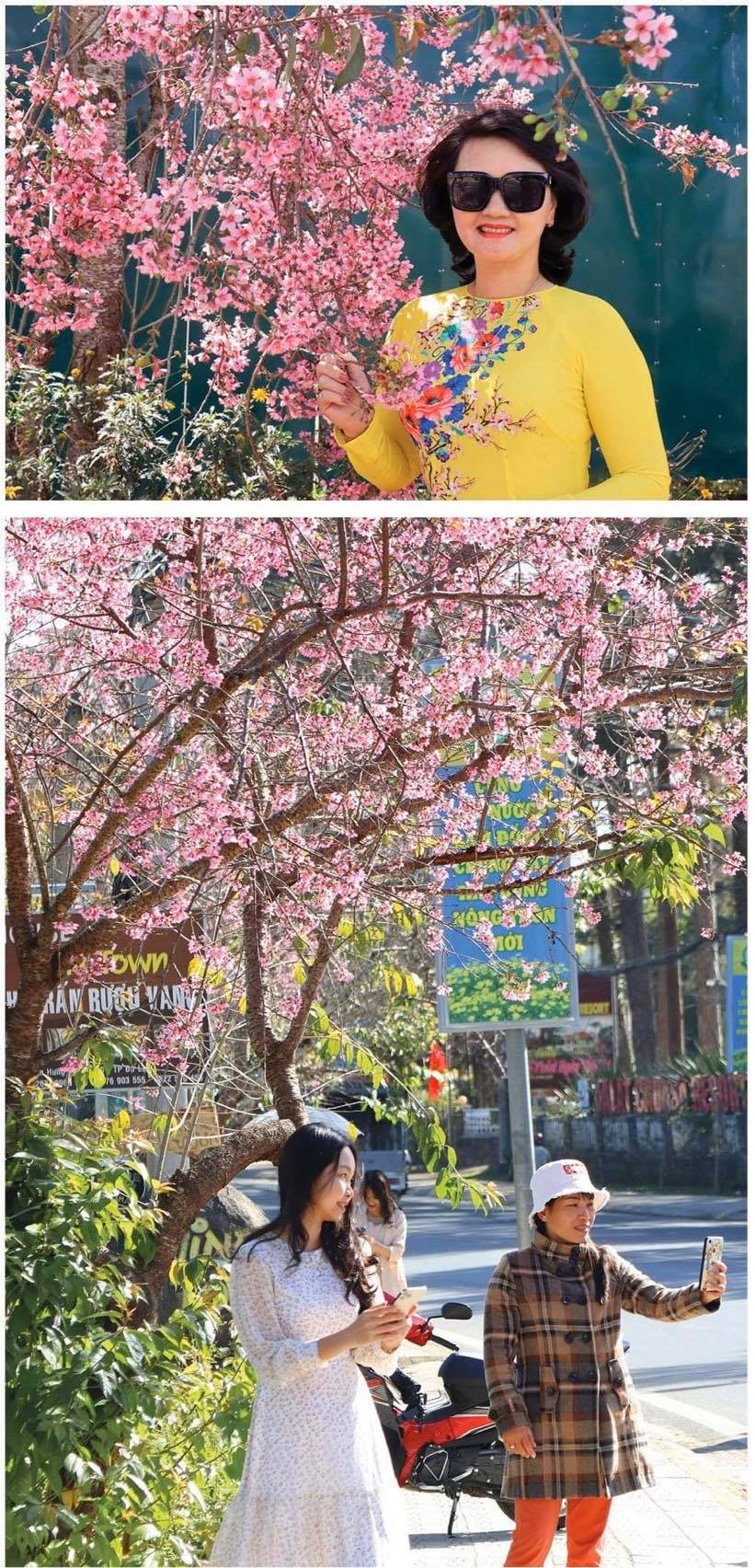Da Lat turns a ravishing shade of pink with cherry blossoms in full bloom ảnh 6