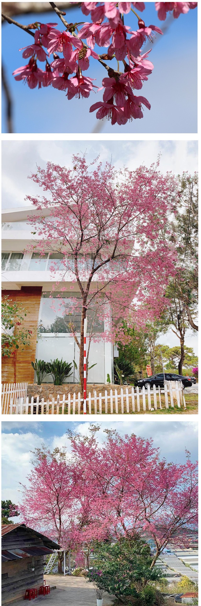 Da Lat turns a ravishing shade of pink with cherry blossoms in full bloom ảnh 8